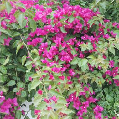 Chiara's garden