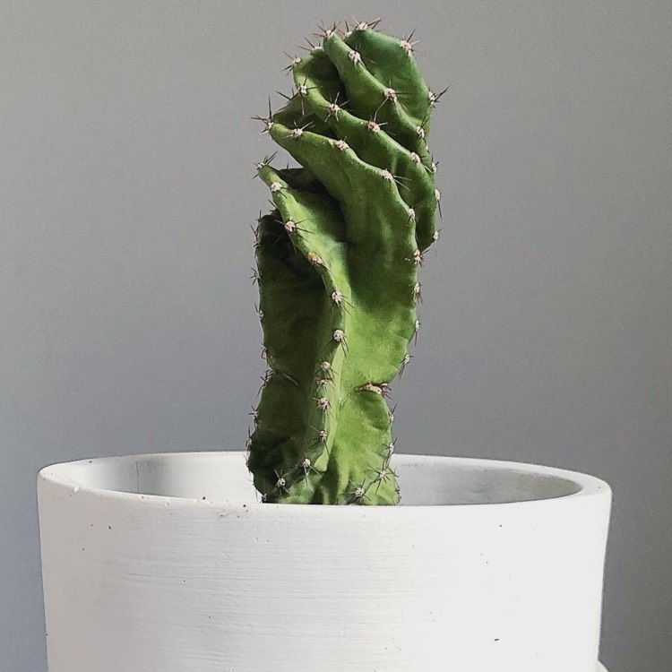 plant image 1321673