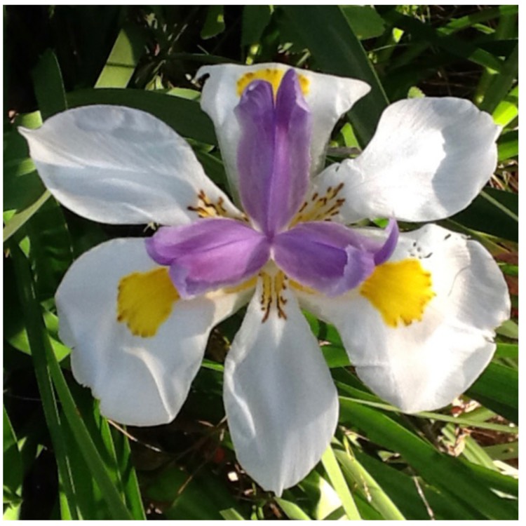 Plant image Dietes iridioides syn. Moraea iridioides, Moraea vegeta, Dietes vegeta