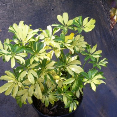 Plant image Schefflera arboricola 'Madam de Smet'