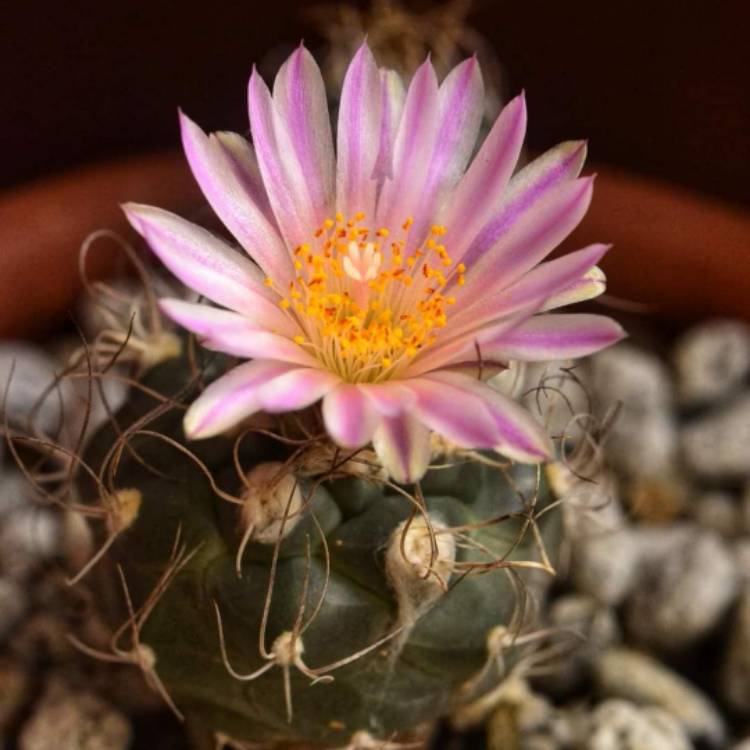 Plant image Turbinicarpus
