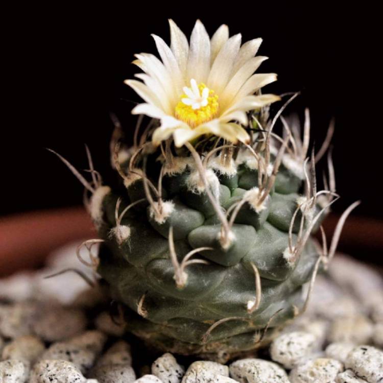 Plant image Turbinicarpus schmiedickeanus subsp. gracilis