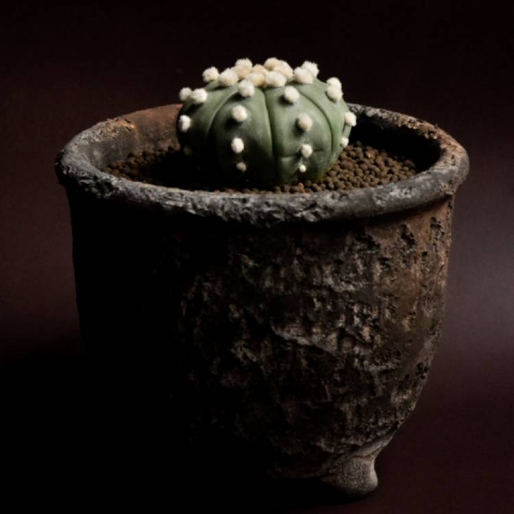 plant image 1440685