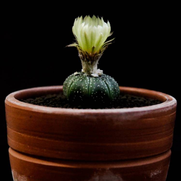 plant image 1442949