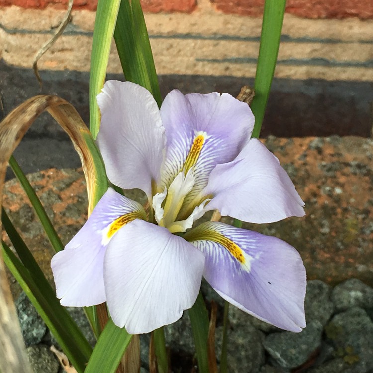 plant image 332473