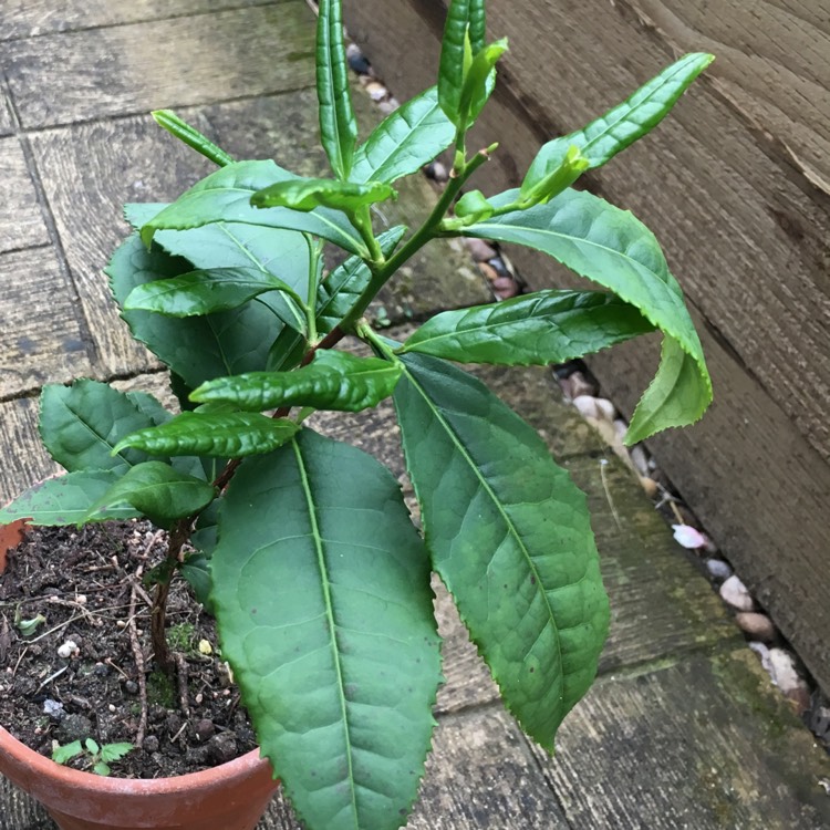 Plant image Camellia sinensis