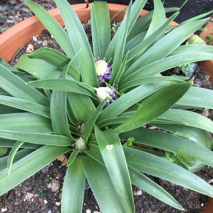 plant image 381268