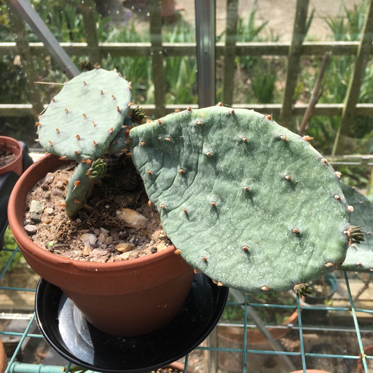 plant image 381492