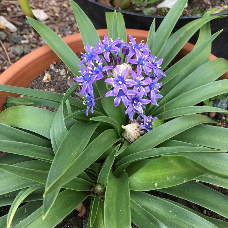 Plant image Scilla peruviana