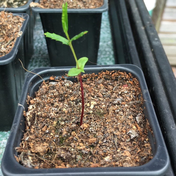 plant image 460675