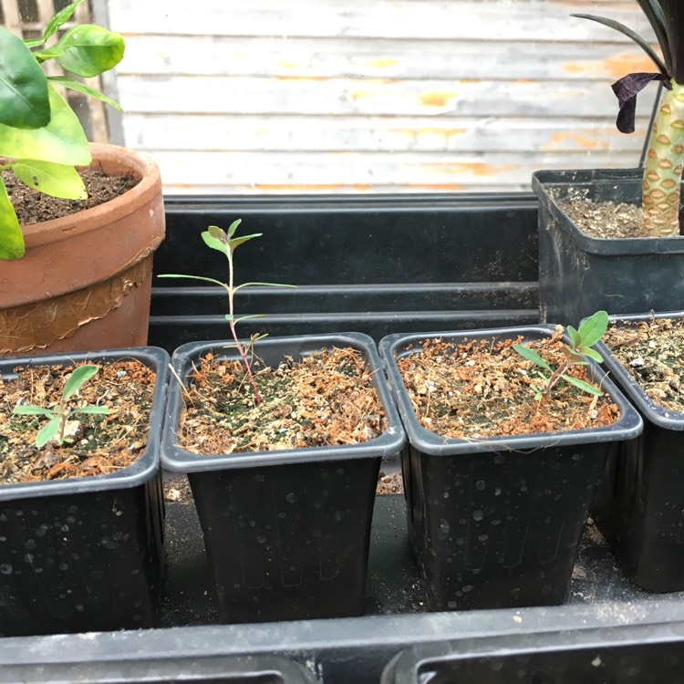 Plant image Eucalyptus orbifolia