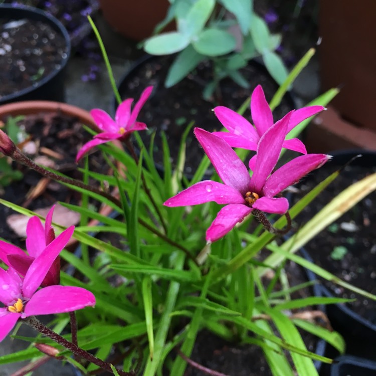 plant image 513577