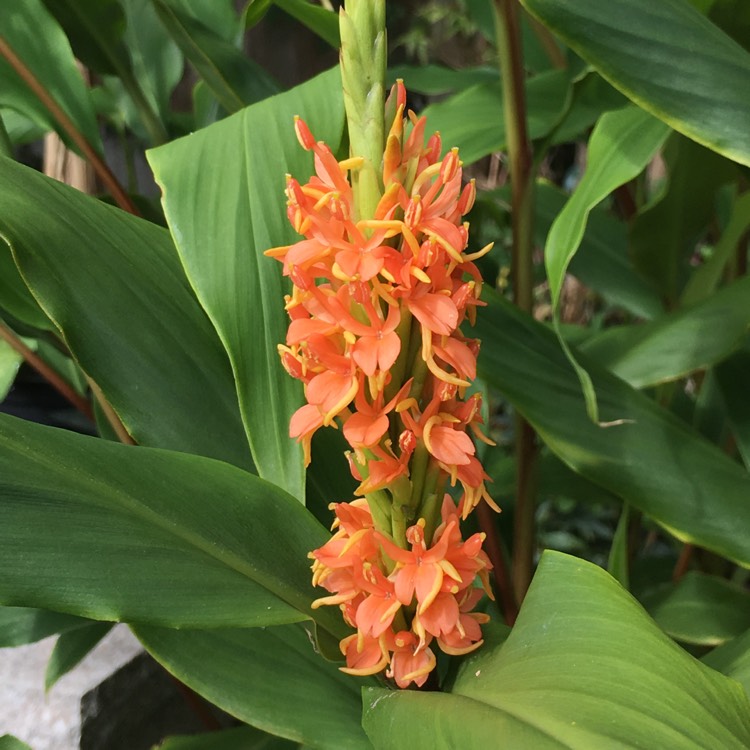 Plant image Hedychium Densiflorum