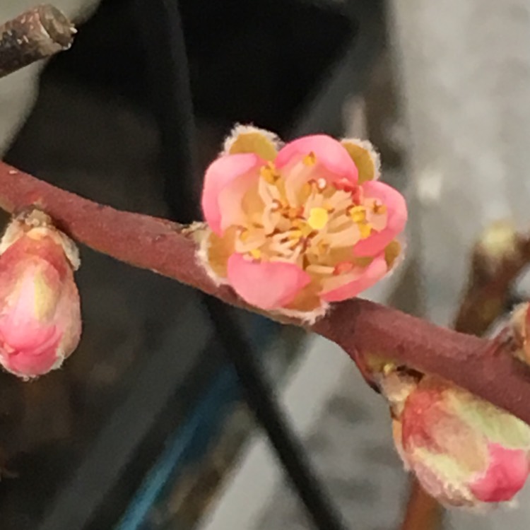 plant image 626743