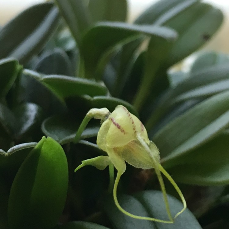 plant image 651859