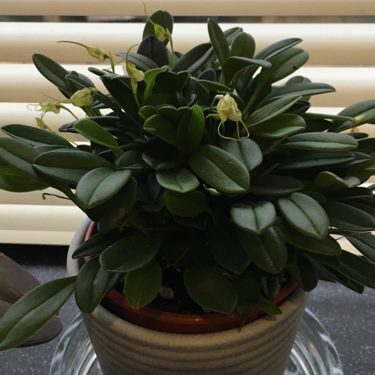 plant image 651882