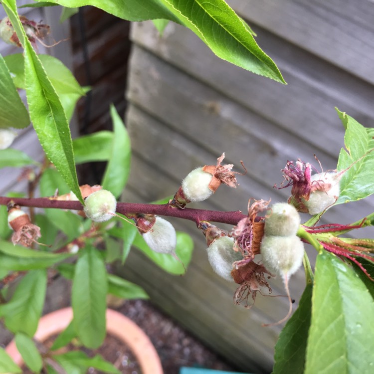 plant image 670396