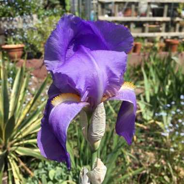 Iris