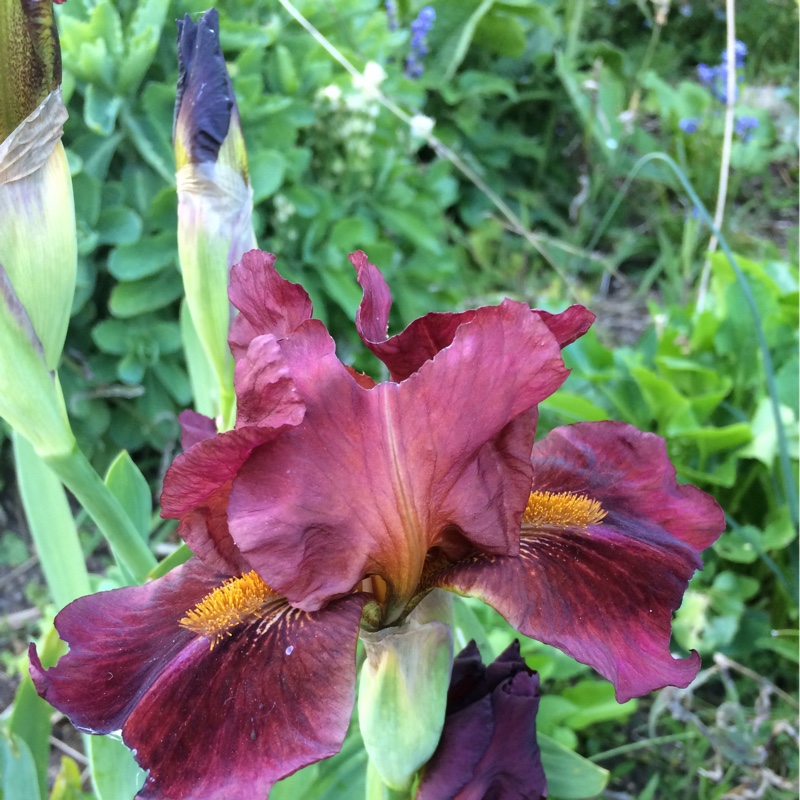 Plant image Iris x germanica 'Red Zinger'