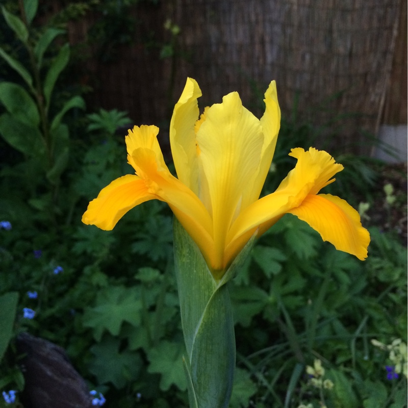 Plant image Iris x hollandica 'Royal Yellow'