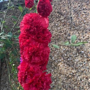 Chirag's garden
