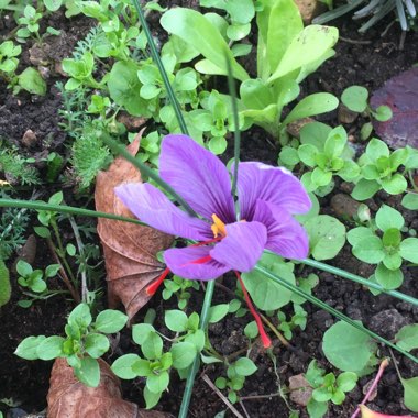 Crocus (Species) Saffron Crocus