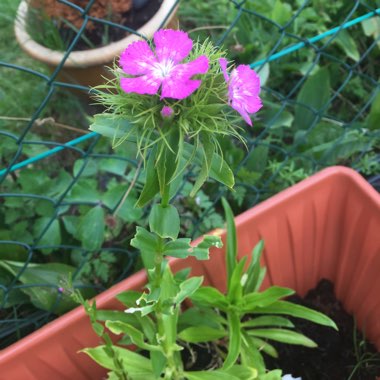 Chirag's garden