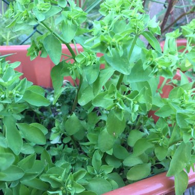 Chirag's garden