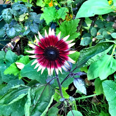 Sunflower 'Red Sun'