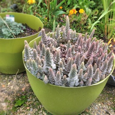 Chinese Dunce Cap 'Boehmeri'