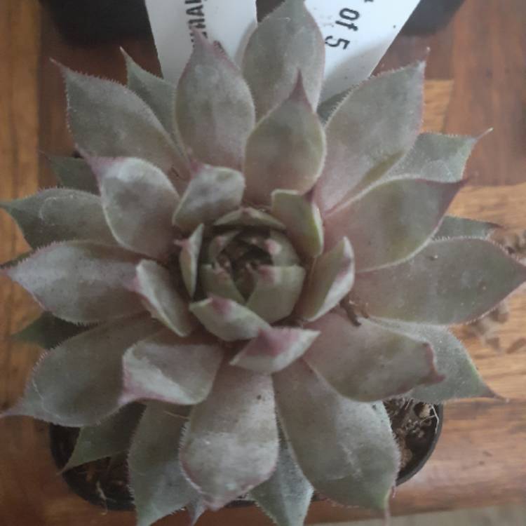 Plant image Sempervivum Saturn
