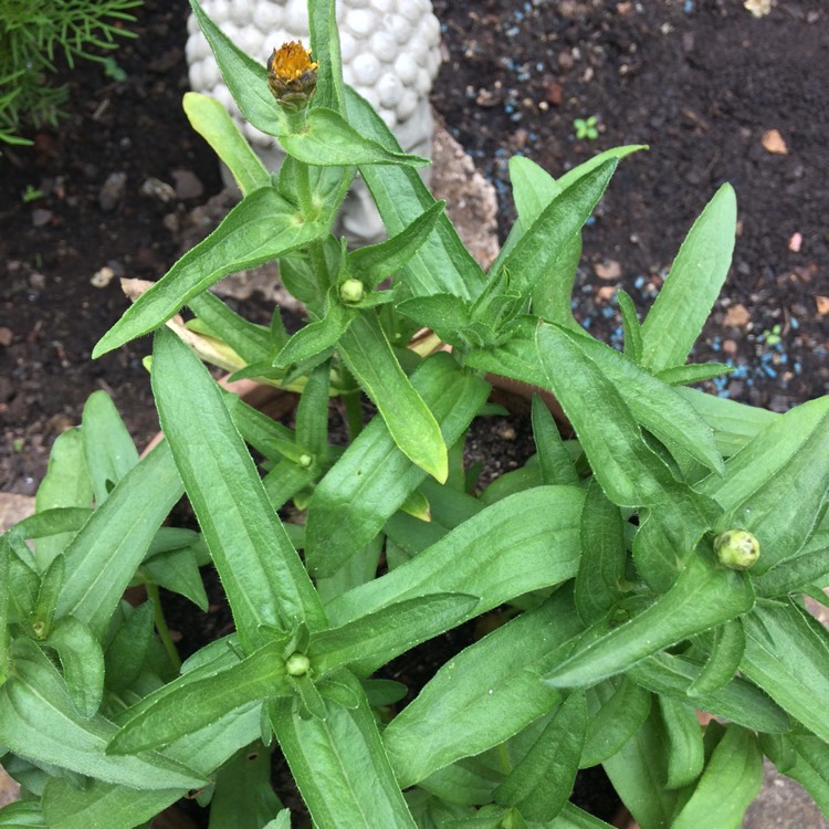 plant image 767876 plant image 767876