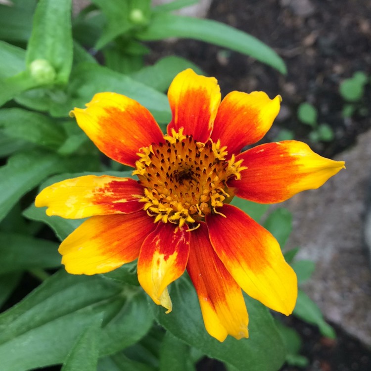 plant image 782499 plant image 782499