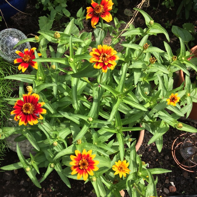plant image 791328 plant image 791328