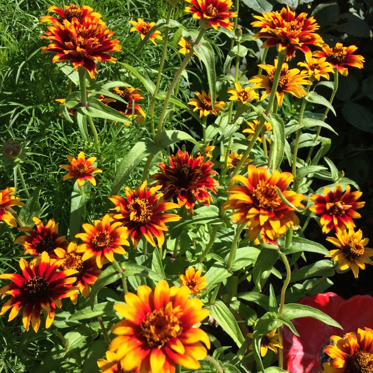 plant image 828106 plant image 828106