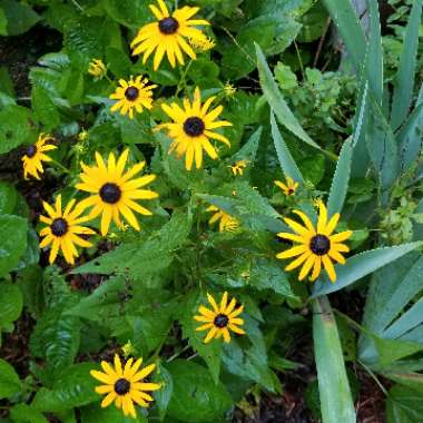 Melissa's garden