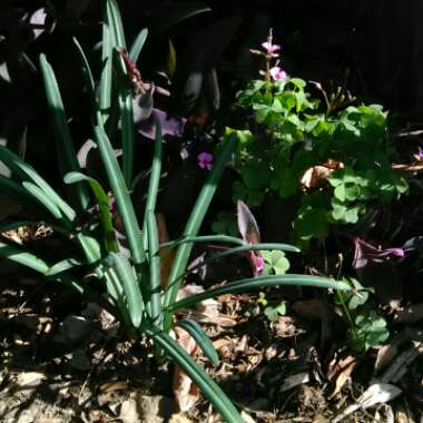 Carolyn's garden