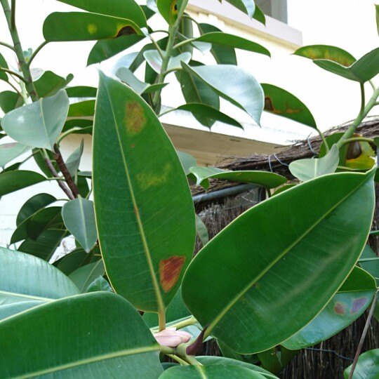 Ficus elastica