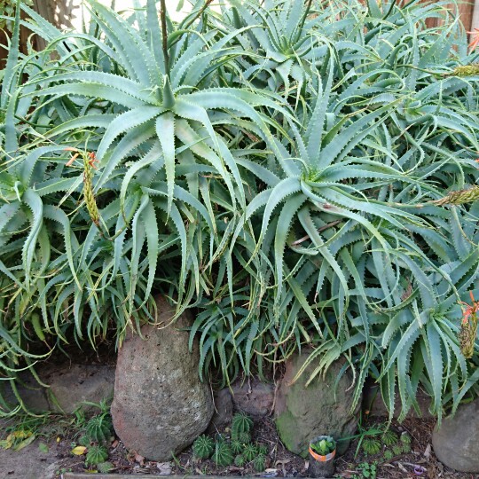 Casey&Steve's garden