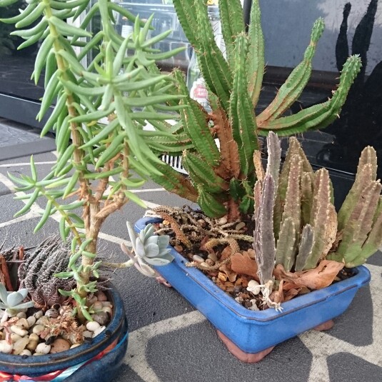 Casey&Steve's garden