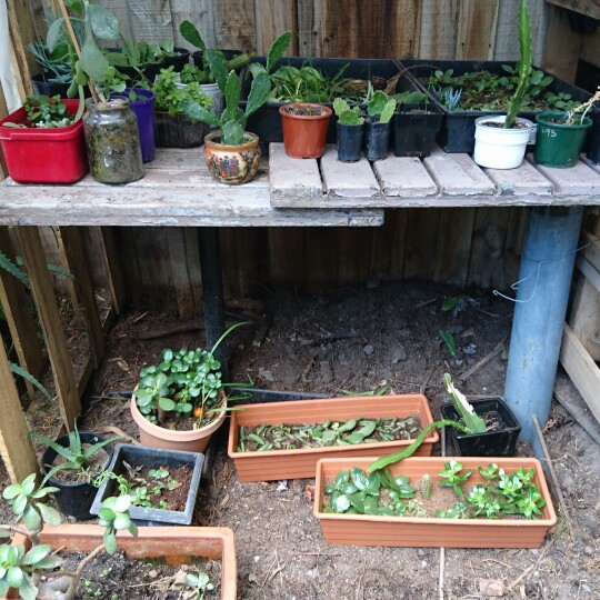 Casey&Steve's garden