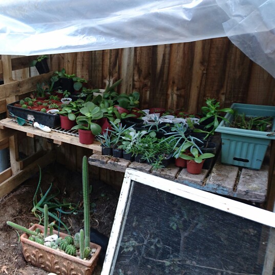Casey&Steve's garden