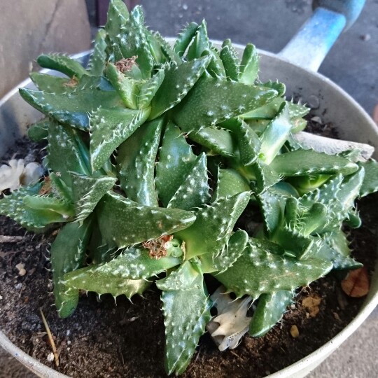 Faucaria 'Super Warty Tiger Jaws'