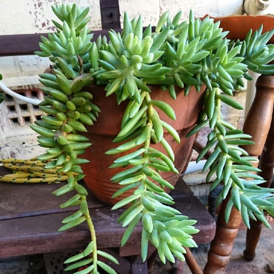 Sedeveria 'Giant Burro's Tail'