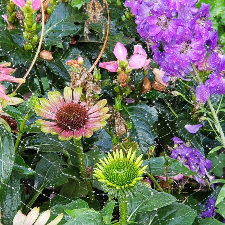 Plant image Echinacea purpurea 'Green Twister'