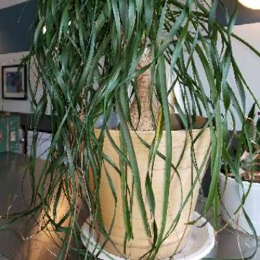 Beaucarnea recurvata