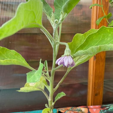 Solanum melongena 'Black Beauty'