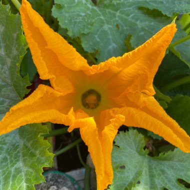Cucurbita Pepo var. Cylindrica 'Black Beauty'