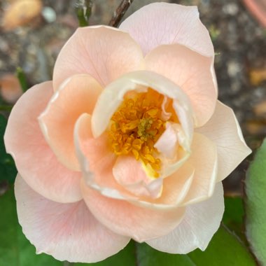 Chloe's garden