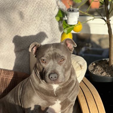 Chloe's garden